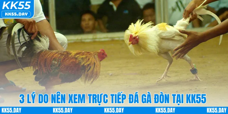 3 lý do nên xem trực tiếp đá gà đòn tại KK55 