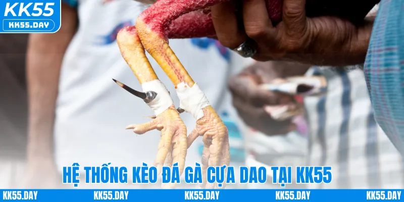 Hệ thống kèo đá gà cựa dao tại KK55