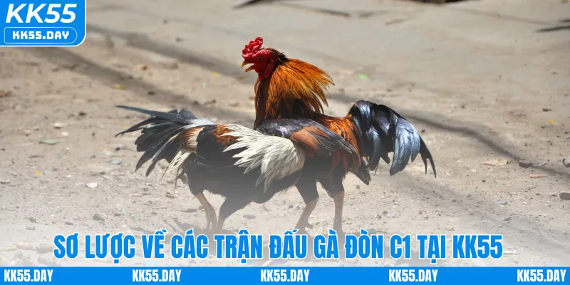 Sơ lược về các trận đấu gà đòn C1 tại KK55