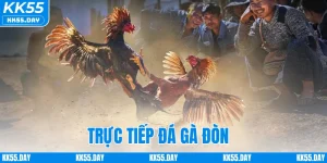 Xem Trực Tiếp Đá Gà Đòn Full HD Sắc Nét Ngay Tại KK55