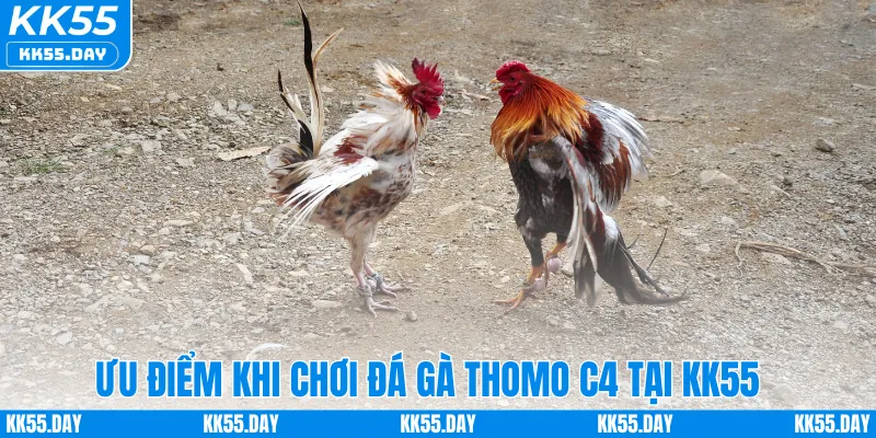 Ưu điểm khi chơi đá gà Thomo C4 tại KK55